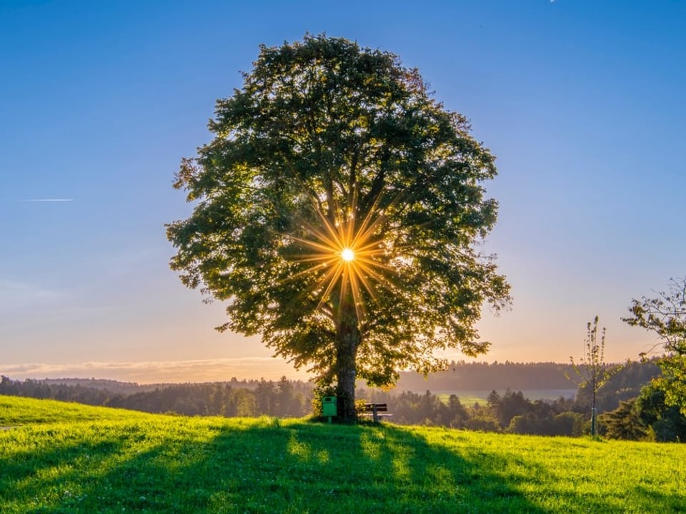 Baum mit tief stehender Sonne, die durch die Äste scheint. Der Himmel ist blau, die Wiese grün. 