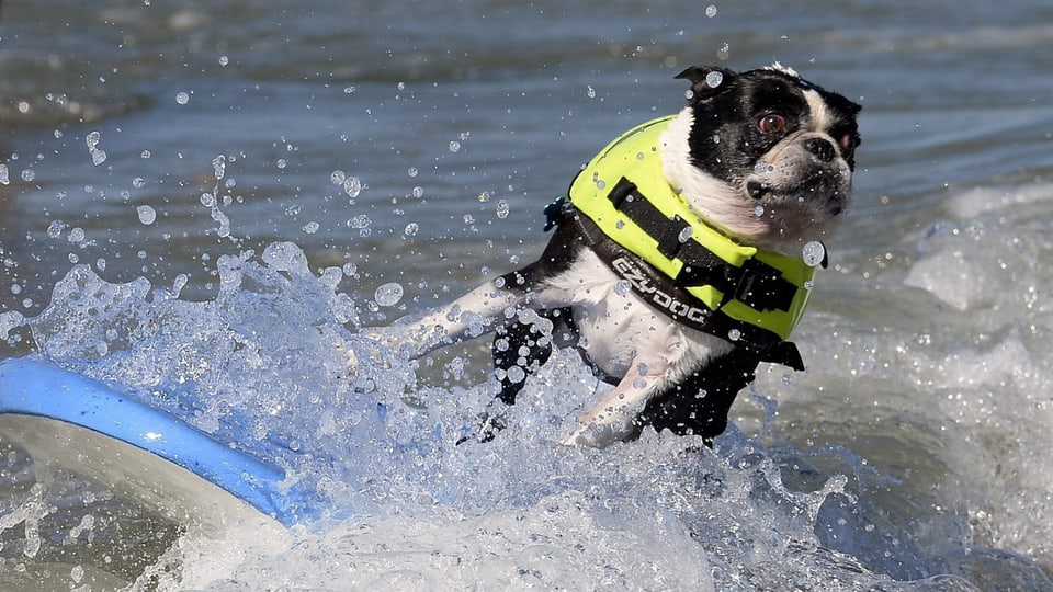 10. «Surf Dog Competition» in San Diego