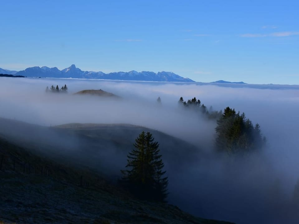 Blick auf eine Nebelmeer mit Bäumen, die aus dem Nebel ragen.
