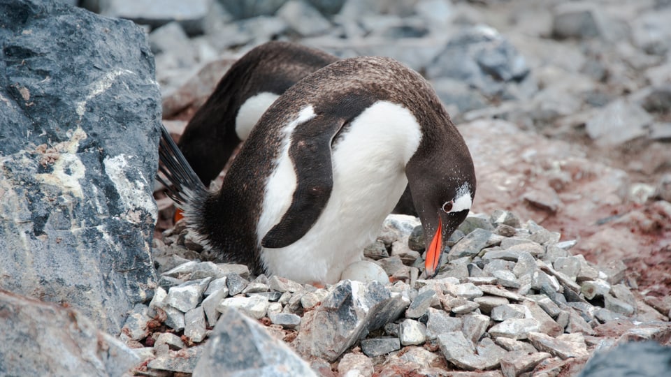 Zwei Pinguine, die sich putzen.