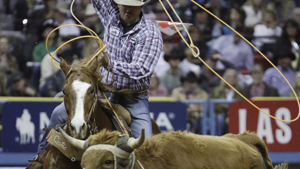 Cowboy auf Pferd fängt Rind
