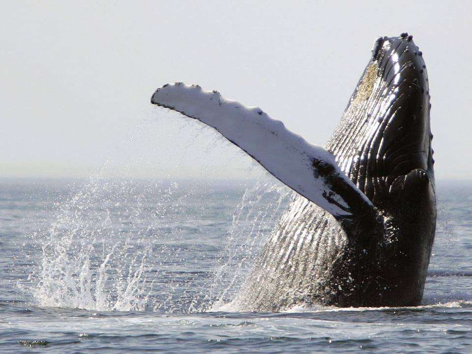 Ein Buckelwal wirft sich rücklinks ins Wasser, seitlich ist seine wellige Flosse gut zu sehen.