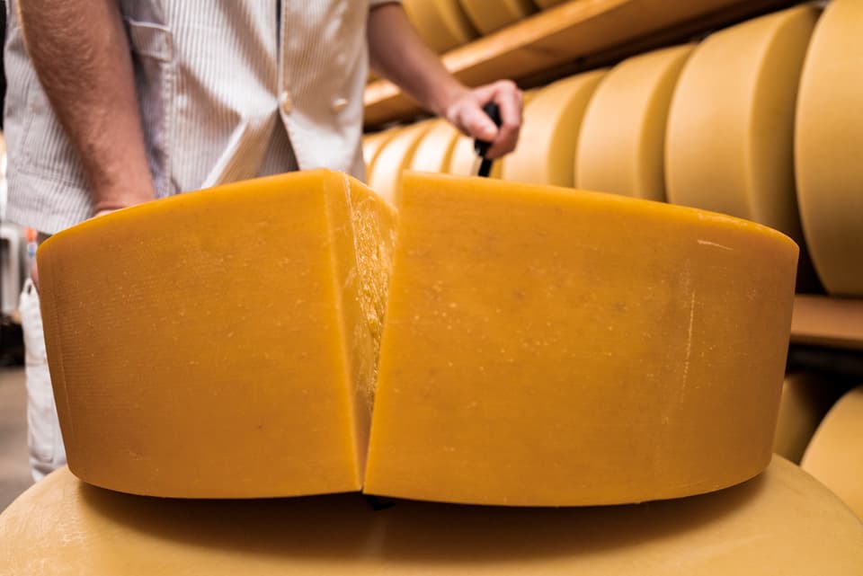 Käser bricht einen Laib Sbrinz auf.
