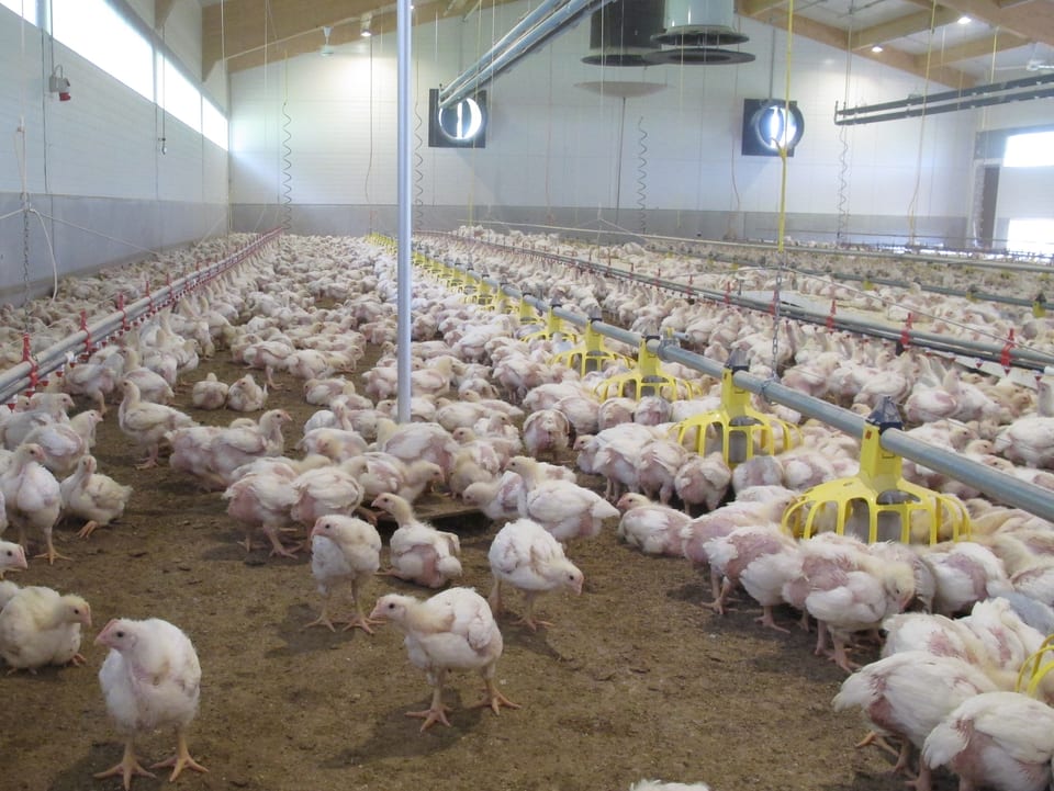 Hühner so weit das Auge reicht - 11'500 sind in der Halle.