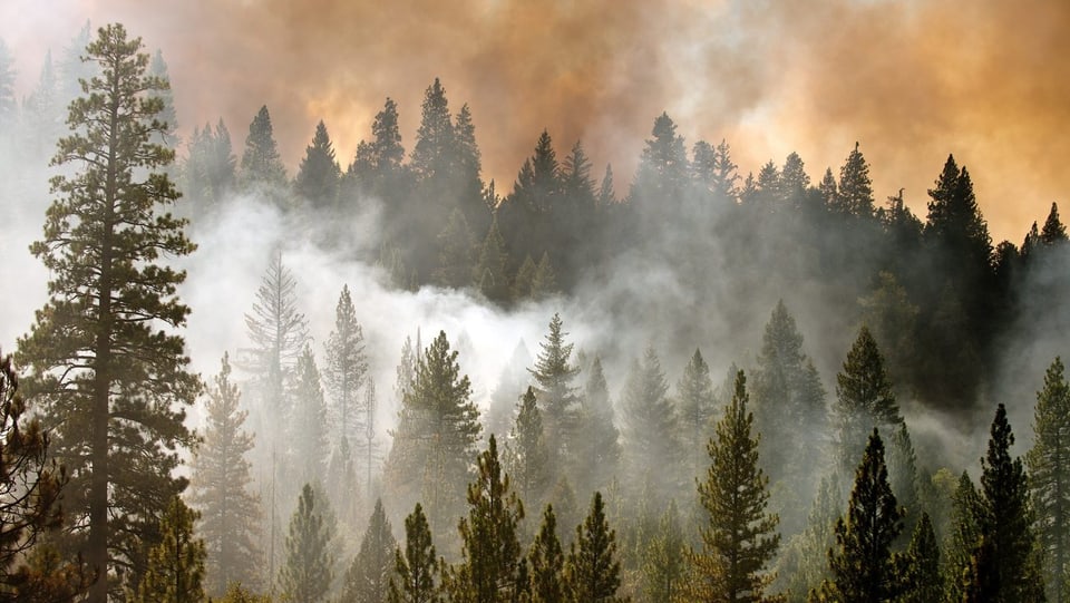 Dichter Rauch steigt aus einem Nadelwald empor, im Hintergrund lodert Feuer.