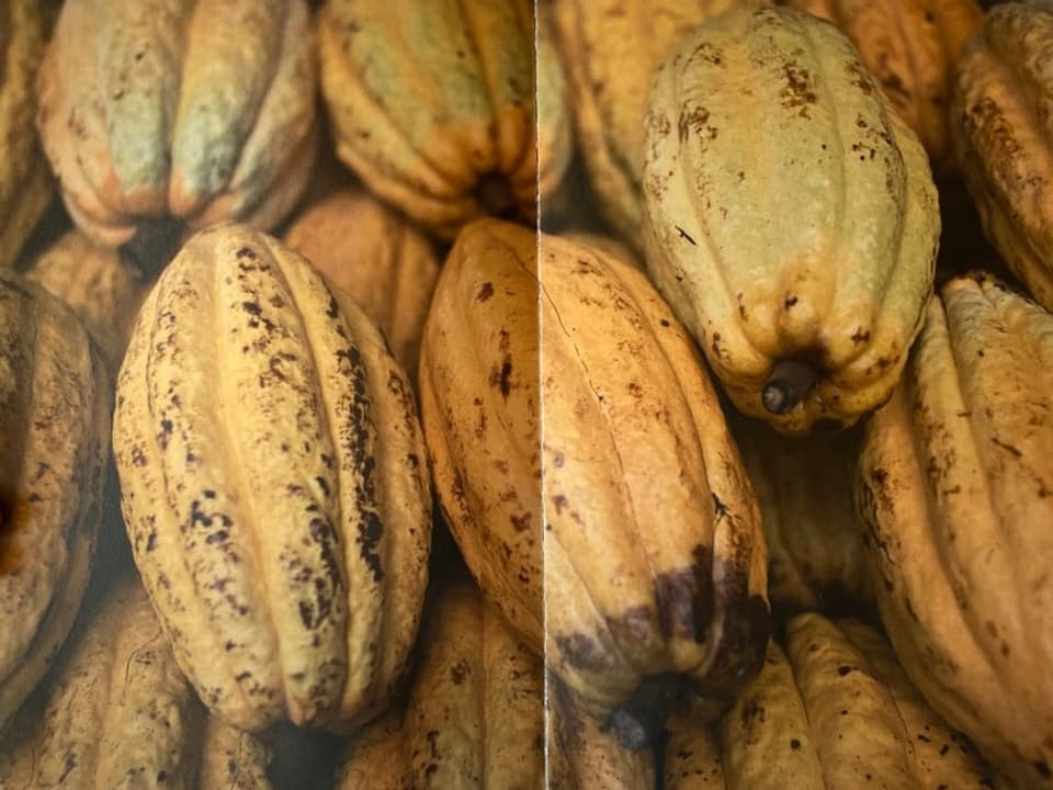 Mehrere gelb-schwarze, grosse, längliche Kakao-Bohnen liegen gestapelt übereinander.