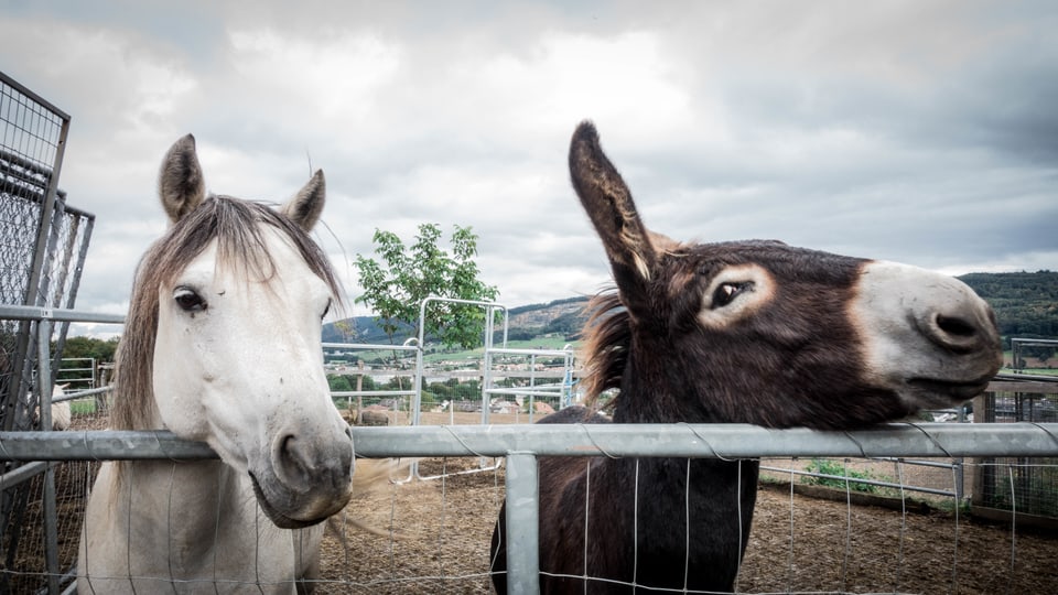 Pony und Esel