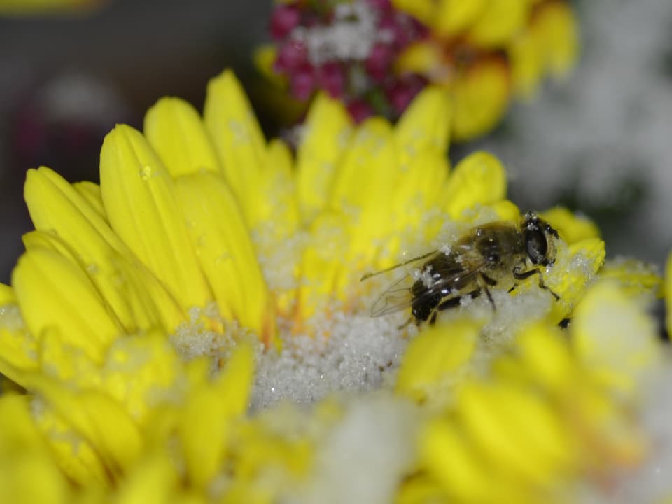 Schneeflocken auf Blume mit Biene.