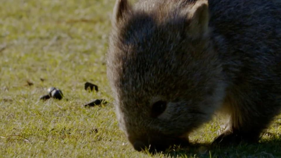 Interessantes aus der Tierwelt: Was der würfelförmige Kot von Wombats kann