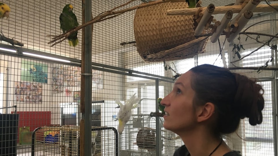 Leiterin Elisa Canepa steht in einer Volière und schaut den Papageien zu.
