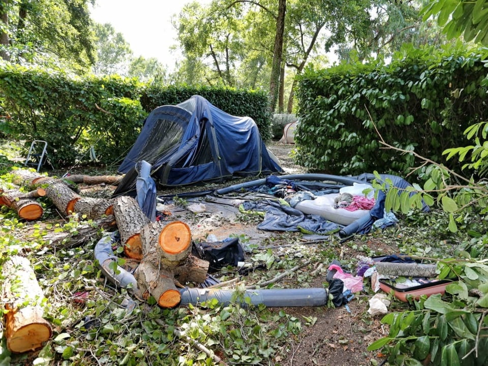 Two tents stand between the hedges.  A tent is flat.  The trunks of the felled trees lay beside it.