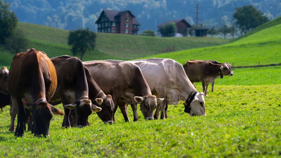 Kühe grasen auf einer Weide.