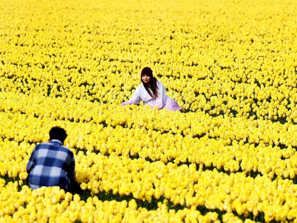Menschen machen Bilder in einem gelben Tulpenfeld. 