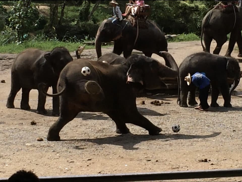 Elefant spielt Fussball