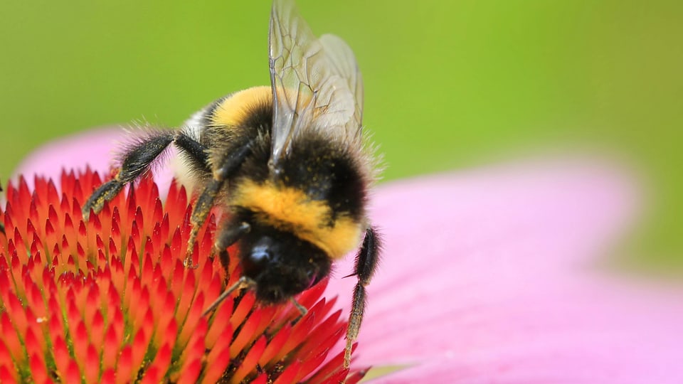 Hummel auf einer Blüte.