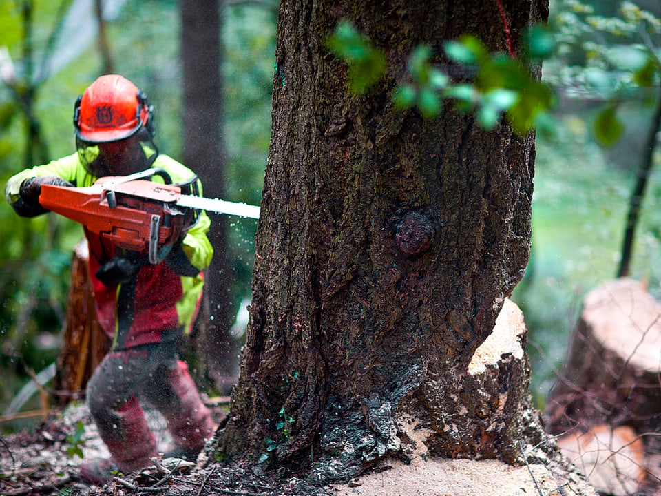 Waldarbeiter, der mit einer Motorsäge einen Baum fällt