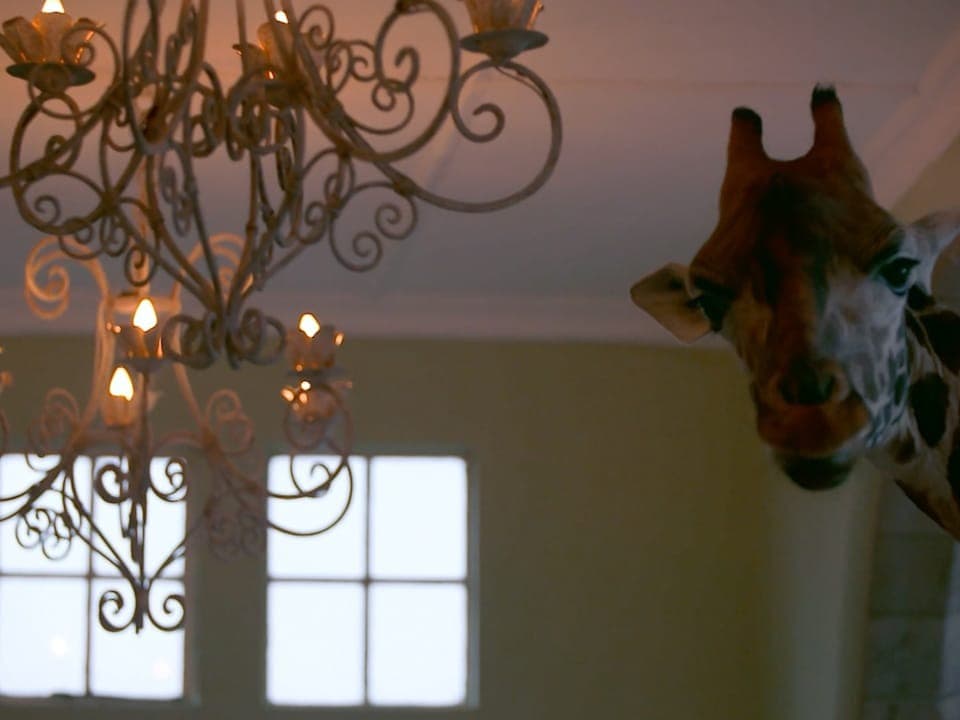 Die Giraffe und die Deckenlampe sind auf der gleiche Höhe.