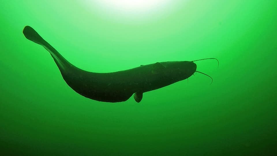 Ein Wels schwimmt in einem See. Eine Aufnahme zeigt den Fisch von unten.