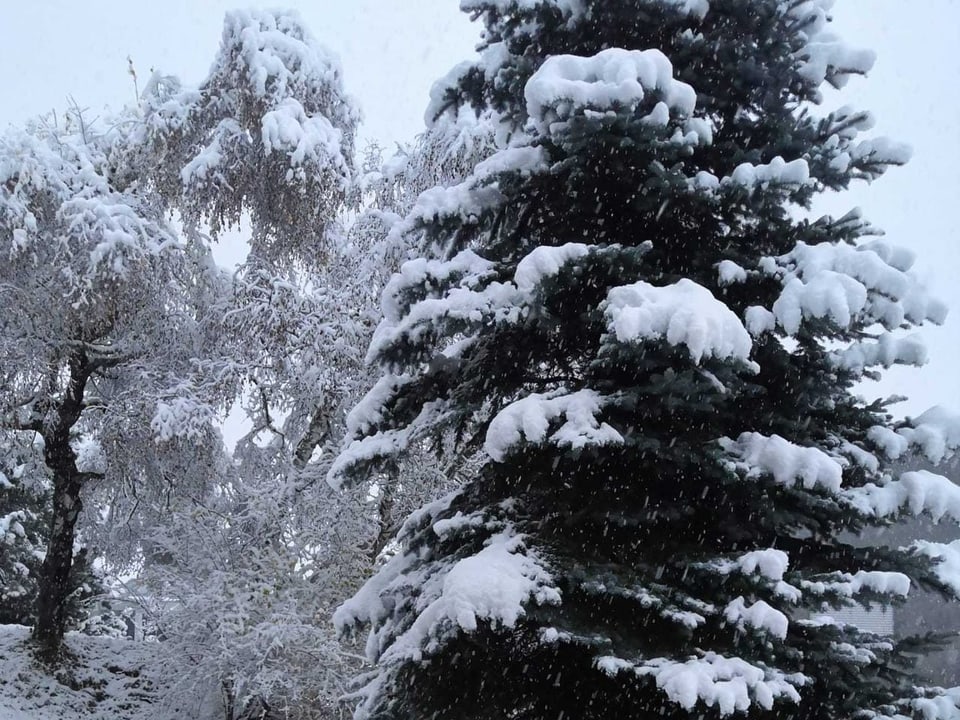 Baum mit Schnee.