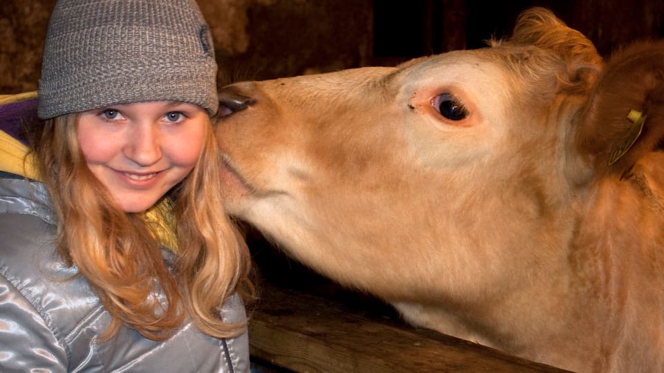 Eine Kuh leckt einem Mädchen das Ohr ab.