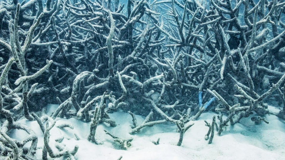 Unter der Wasseroberfläche am Great Barrier Reef spielt sich ein ökologisches Drama ab. 2017 kam es zur vierten Korallenbleiche innert 20 Jahren.