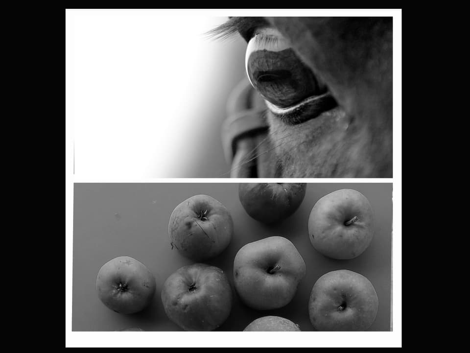 Pferdeauge und Äpfel