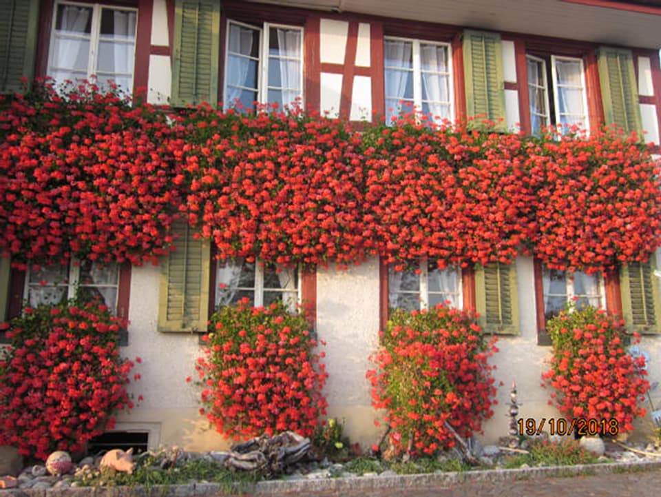 Fassade eines Bauernhauses mit roten Geranien.
