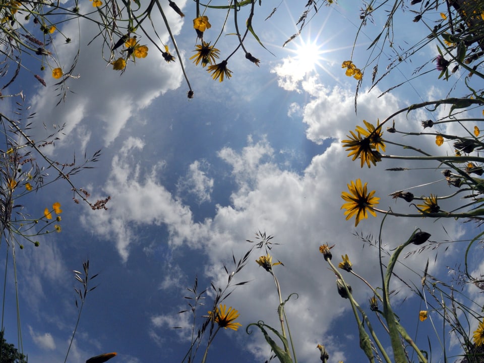 Blick von unten am Boden in einer Blumenwiese in den Himmel mit Sonne und Wolken. 