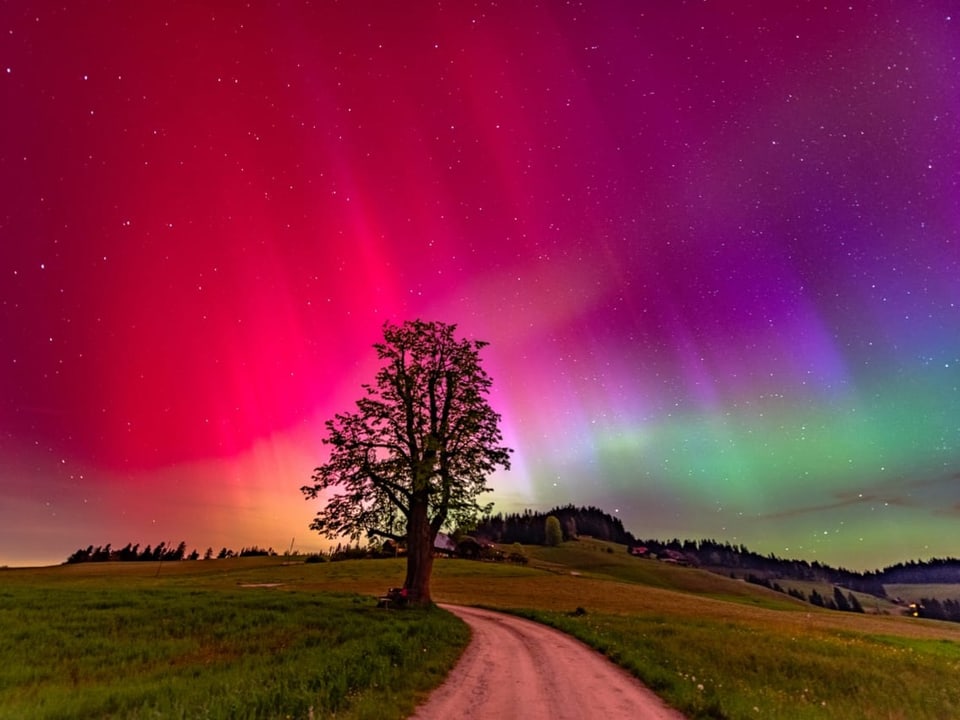 Nordlichter in lebhaften Farben über einem Baum und Feldweg bei Nacht.