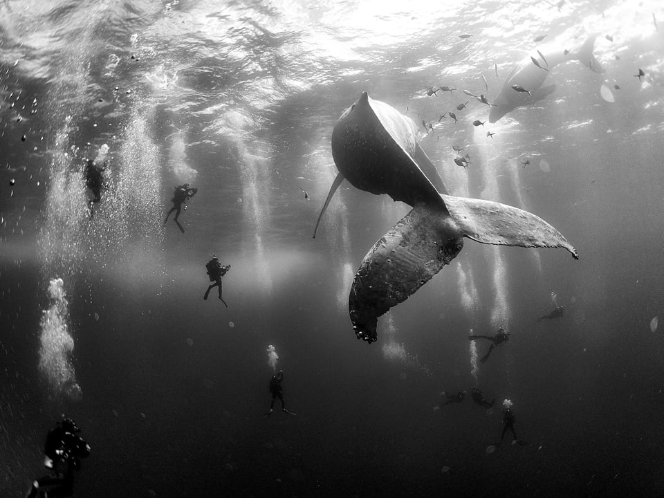 Taucher umgeben unter Wasser einen Buckelwal mit Baby