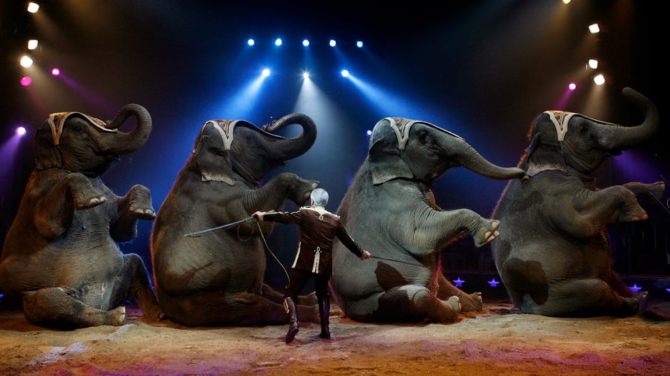 Vier Elefanten sitzen in der Manege davor steht Zirkusdirektor und Dompteur Franco Knie.