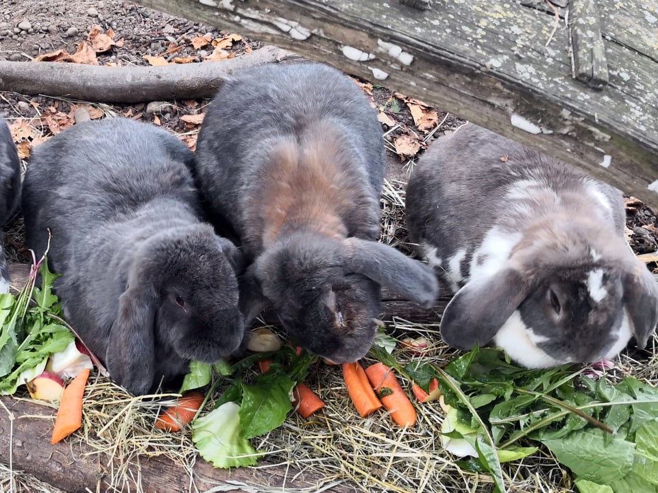 Kaninchen beim Futtern. 