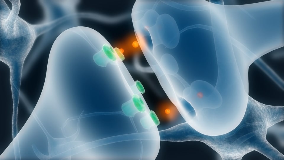 Synapse sendet Botenstoffe an die Rezeptoren einer anderen Zelle