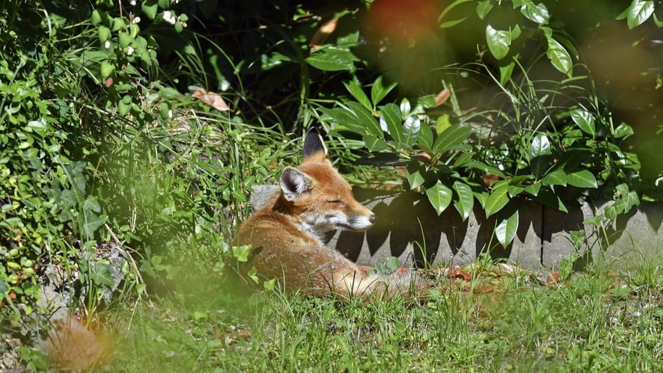 Ein Stadtfuchs sonnt sich in einem Garten im Zürcher Kreis 6.