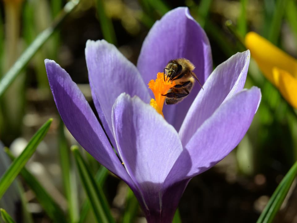 Biene in einer violetten Blüte.