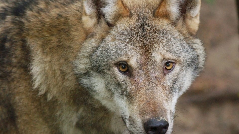 Wildhut rechnet mit aufwändiger Wolfsregulierung