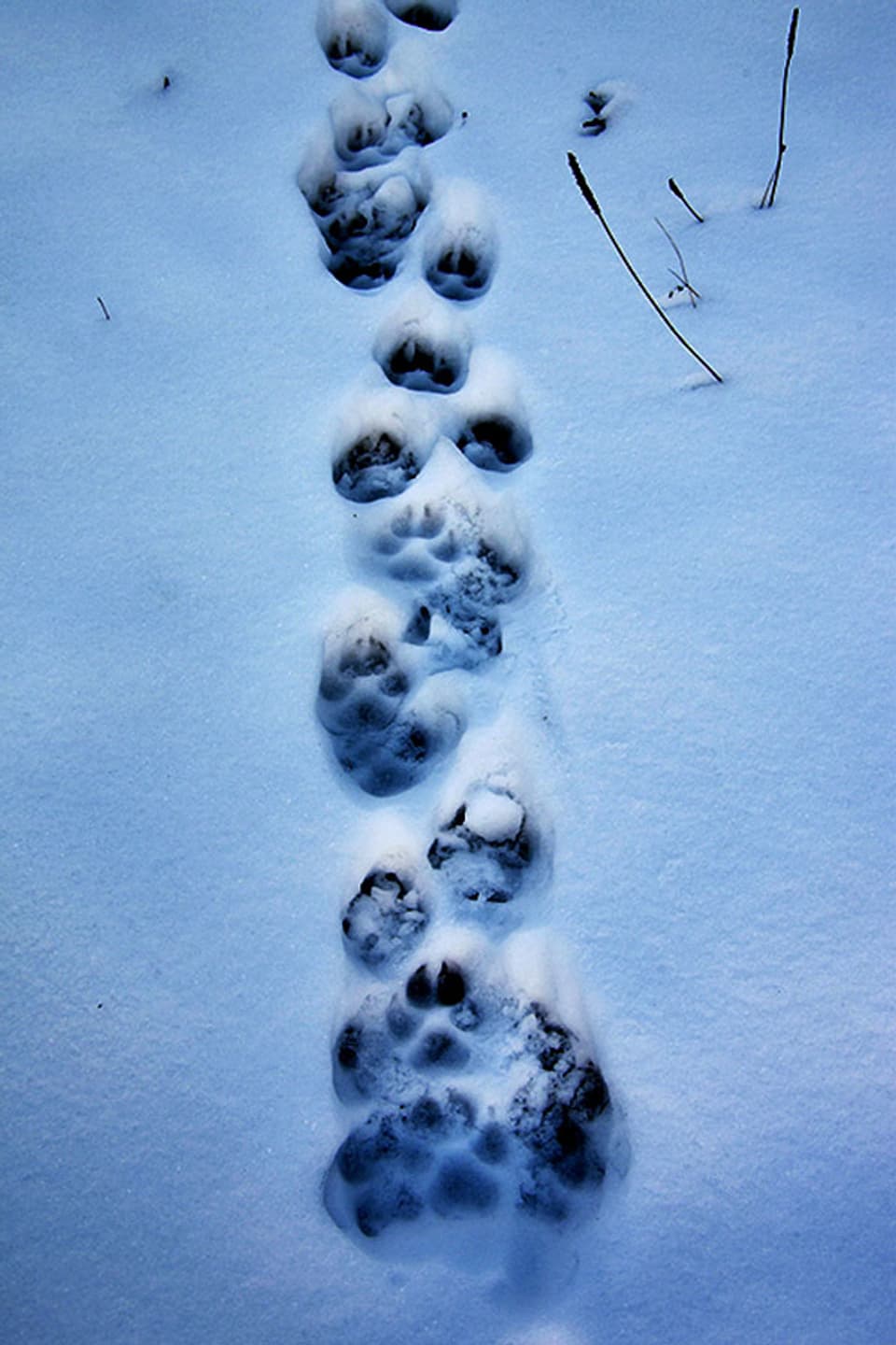 Wolfsspuren im Schnee