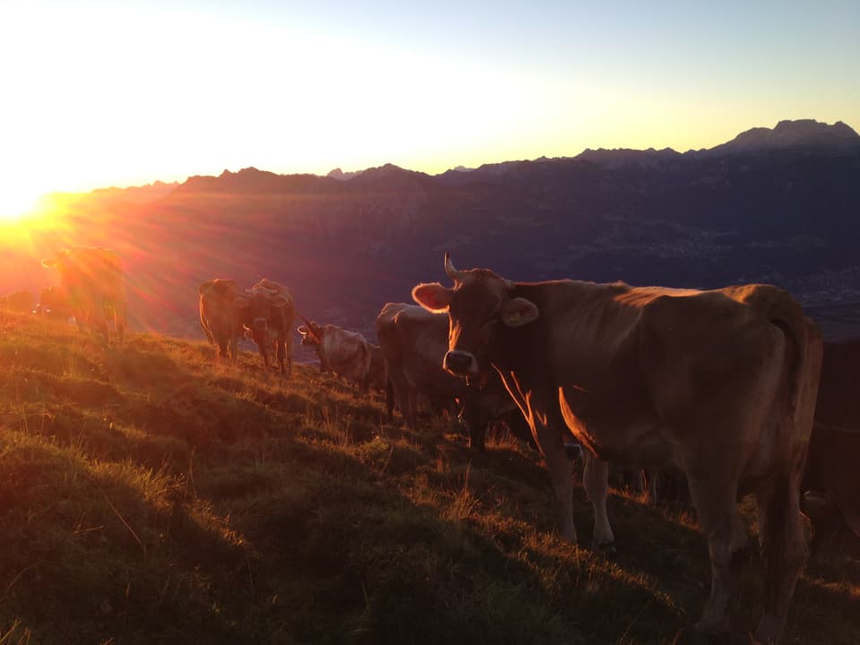 Sonnenaufgang auf der Alp