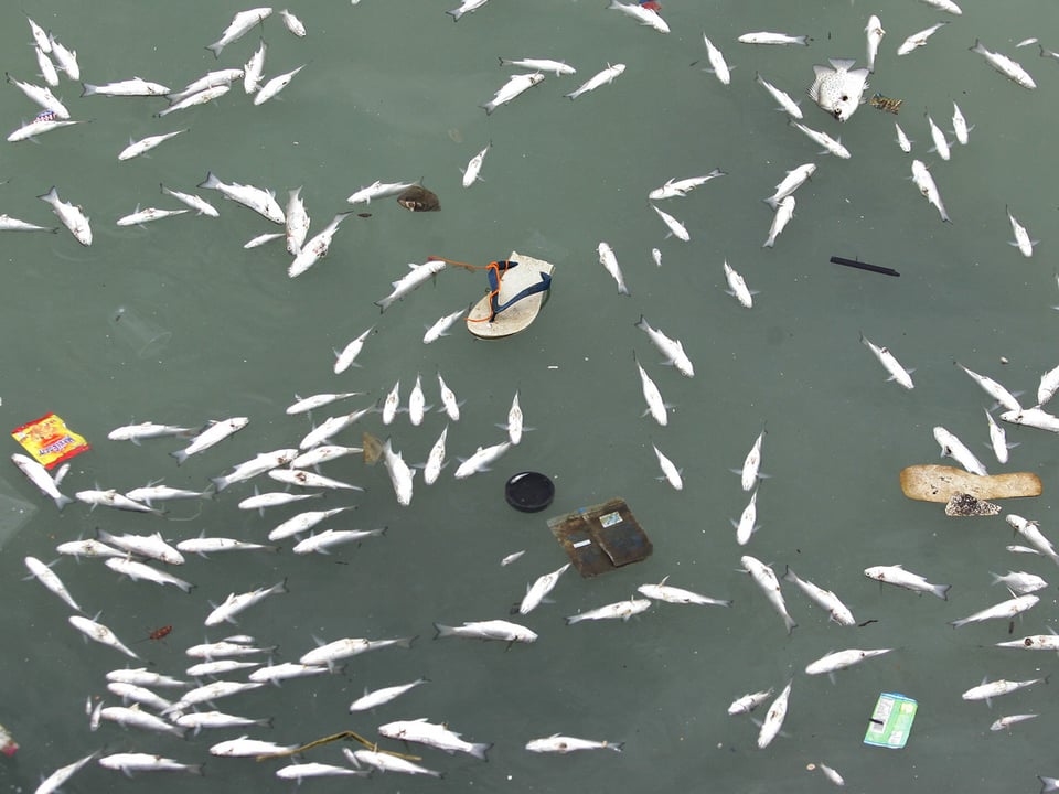 Wasseroberfläche von oben mit vielen toten Fischen und Abfall, u.a. eine Flip-Flop-Sohle