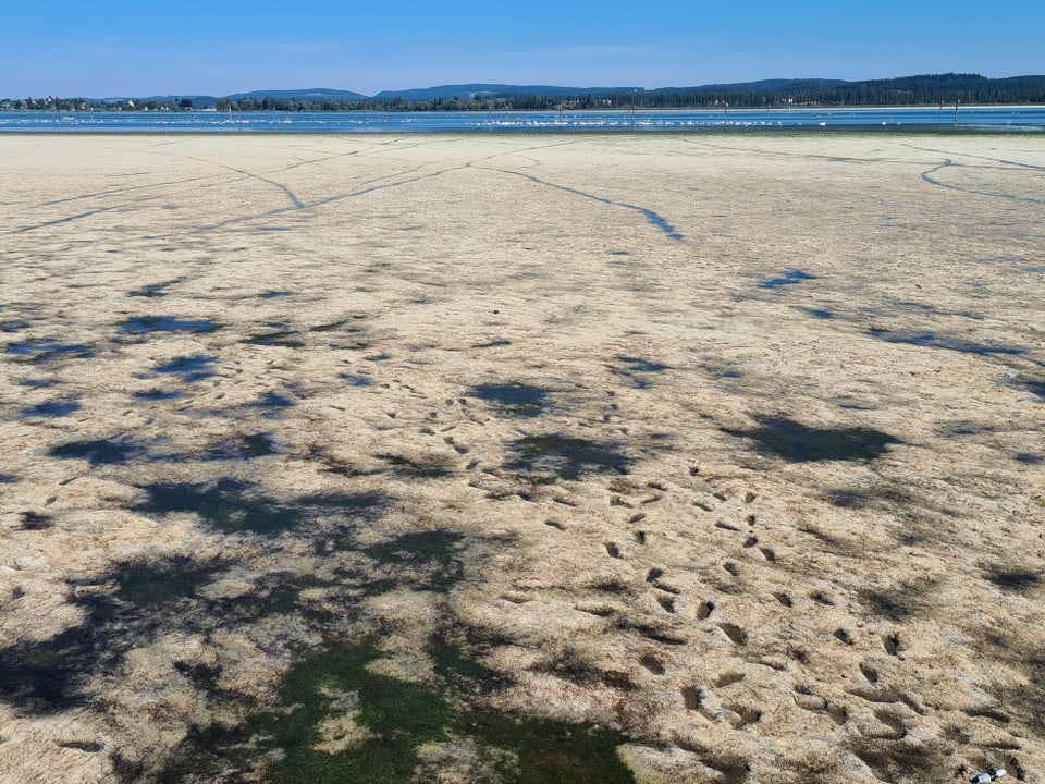 Triboltingen/TG Der See trocknet aus