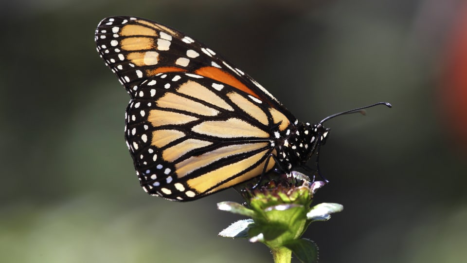Ein Monarch-Falter sitzt auf einer Blüte