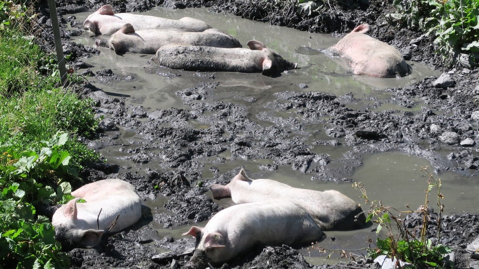 Eine Schweineherde liegt im schlammigen Wasser.