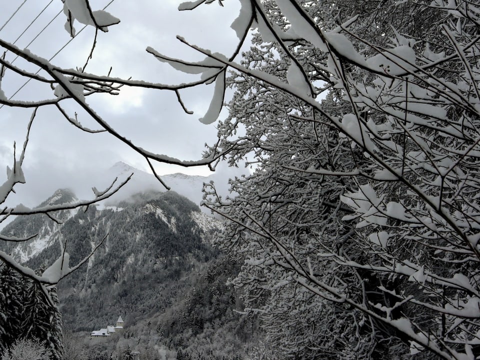 Blick unter den Bäumen in den Schnee.