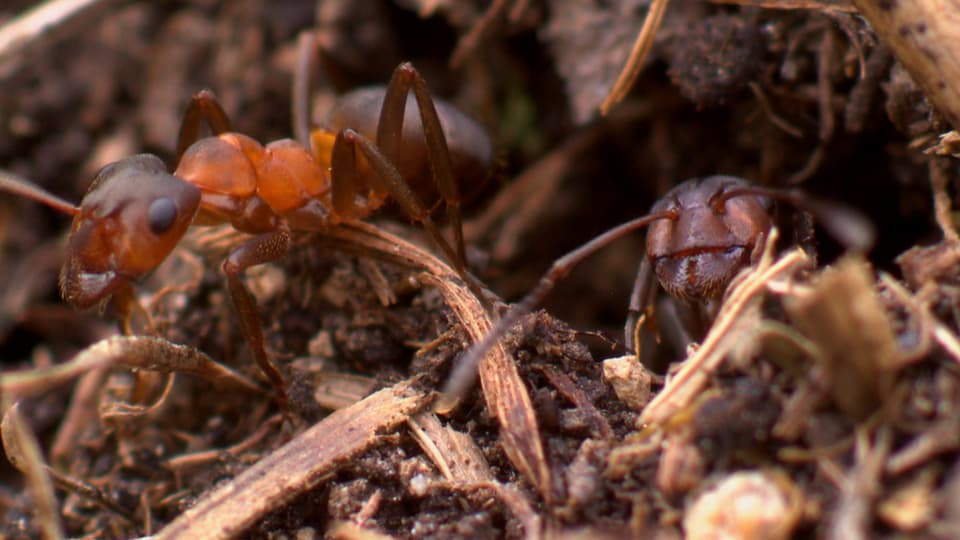 Wild Cam: Kerb-Ameisen