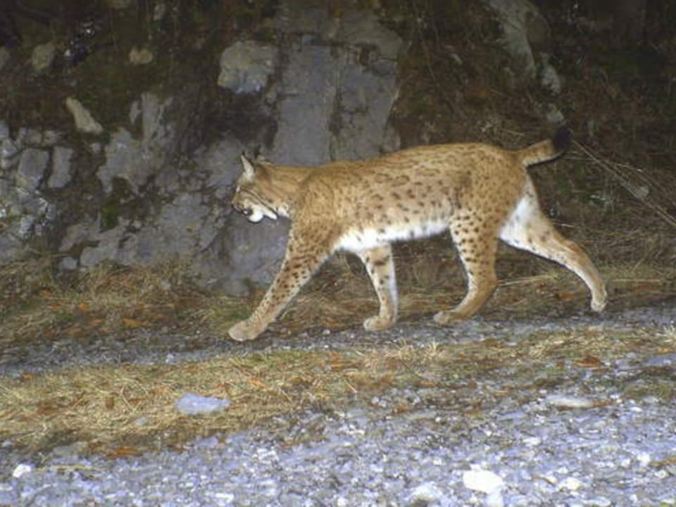 Lince em armadilha fotográfica