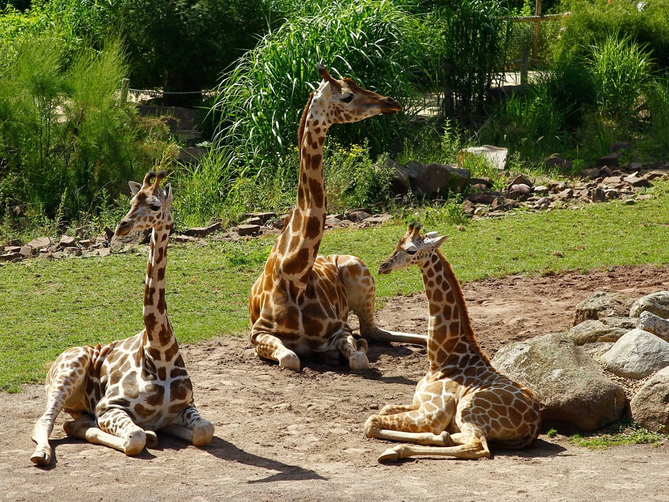 Drei liegende Giraffen im Zoo.