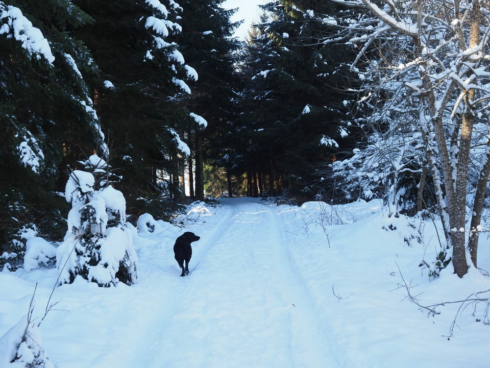 Hund läuft voran über verschneiten Weg.