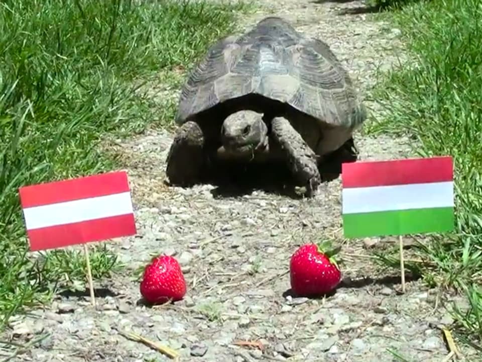 Schildkröte vor Erdbeeren und Fähnchen.