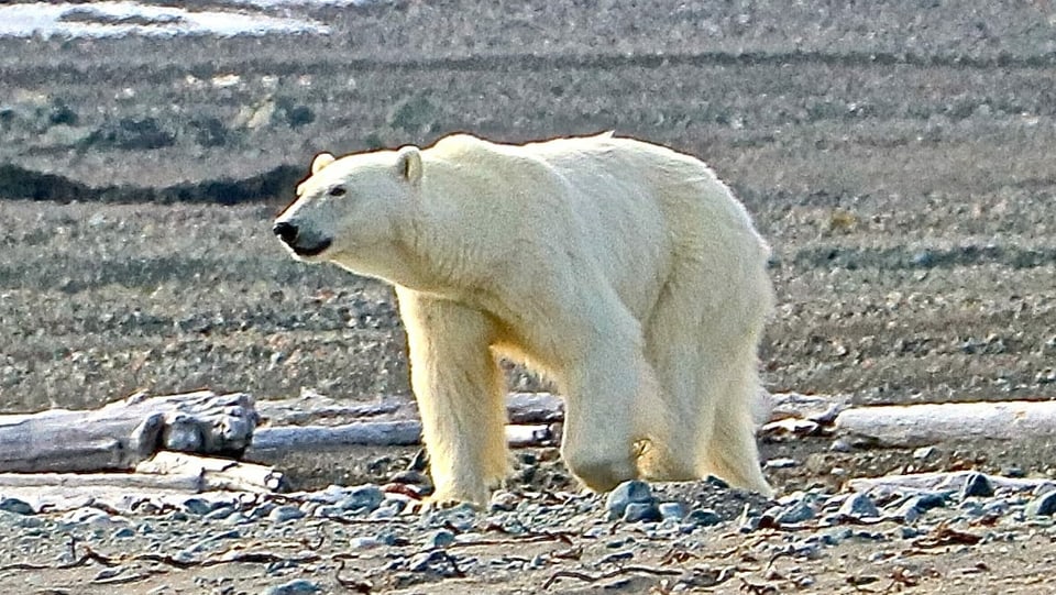 Eisbärenweibchen an einem einsamen Strand in Spitzbergen.