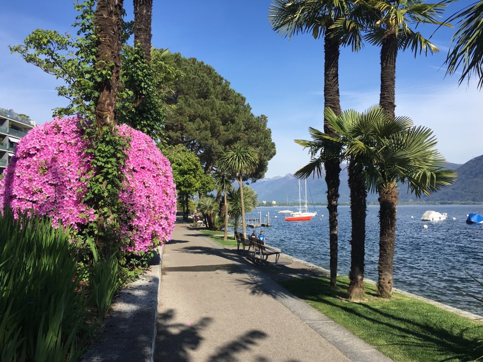 Am Lago Maggiore büht ein Strauch rosarot. Eine Strasse führt  den See entlang und Palmen säumen das Ufer.